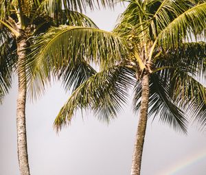 Preview wallpaper palm trees, rainbow, nature, summer