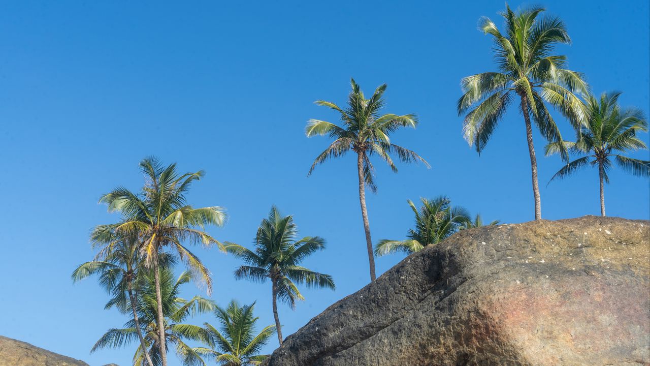Wallpaper palm trees, rocks, stones, tropics, sky