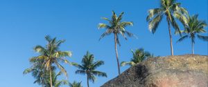 Preview wallpaper palm trees, rocks, stones, tropics, sky