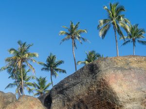 Preview wallpaper palm trees, rocks, stones, tropics, sky