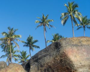 Preview wallpaper palm trees, rocks, stones, tropics, sky