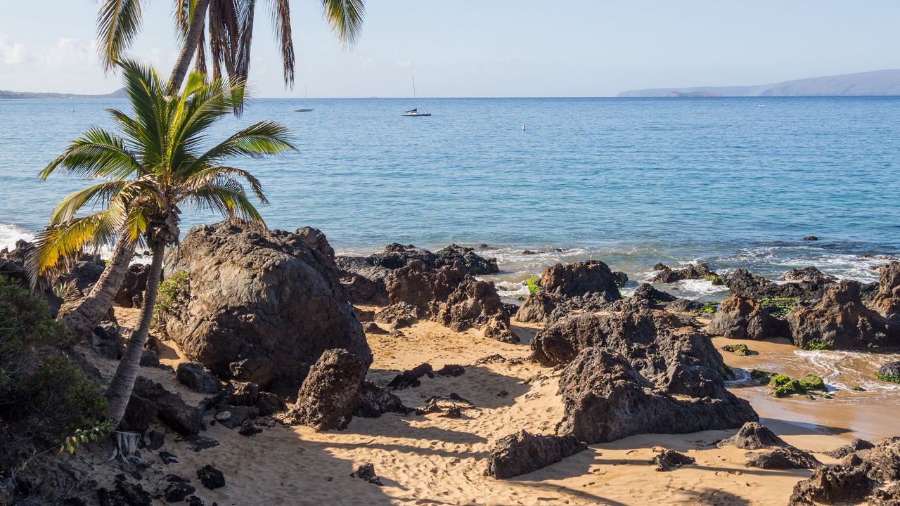 Wallpaper palm trees, sand, beach, tropics, sea, nature