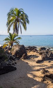 Preview wallpaper palm trees, sand, beach, tropics, sea, nature