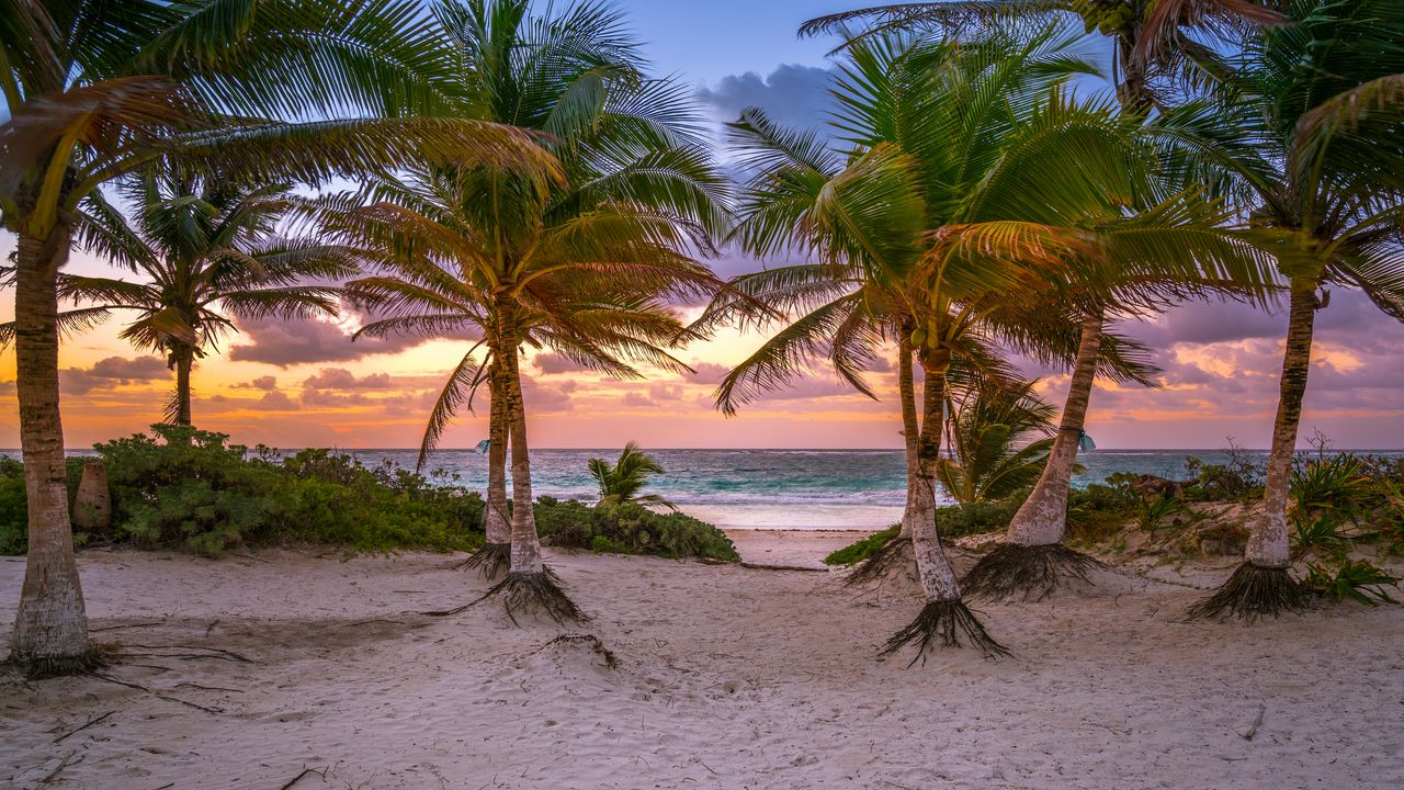 Wallpaper palm trees, sand, beach, sea, tropics