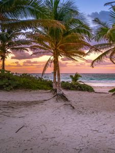 Preview wallpaper palm trees, sand, beach, sea, tropics