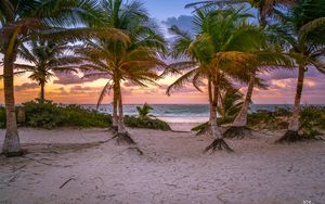 Preview wallpaper palm trees, sand, beach, sea, tropics