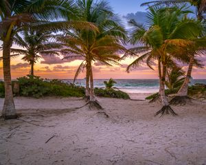 Preview wallpaper palm trees, sand, beach, sea, tropics