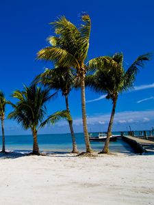 Preview wallpaper palm trees, sand, beach, summer