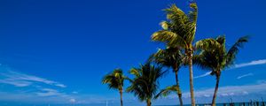 Preview wallpaper palm trees, sand, beach, summer
