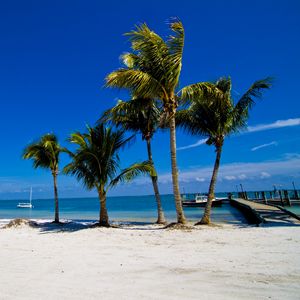 Preview wallpaper palm trees, sand, beach, summer