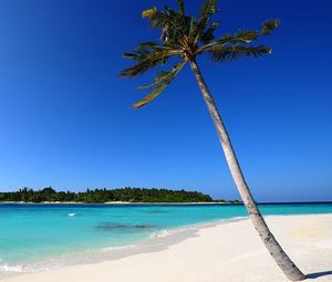 Preview wallpaper palm trees, sand, sea