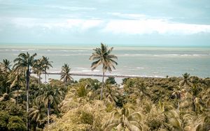 Preview wallpaper palm trees, sea, beach, tropics