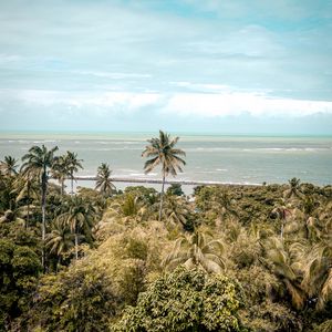 Preview wallpaper palm trees, sea, beach, tropics