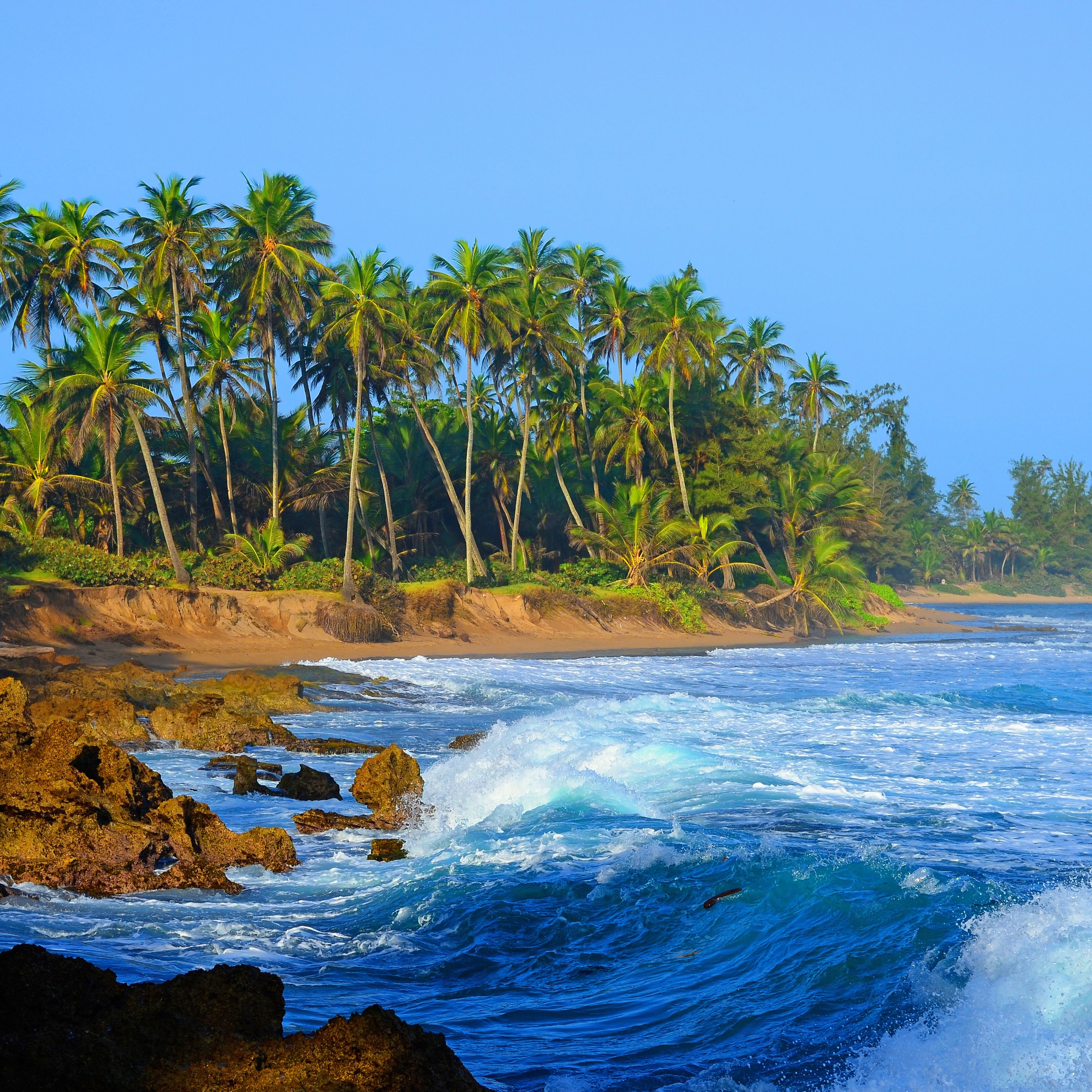 Download Wallpaper 2780x2780 Coast Sea Water Palm Trees Stones 
