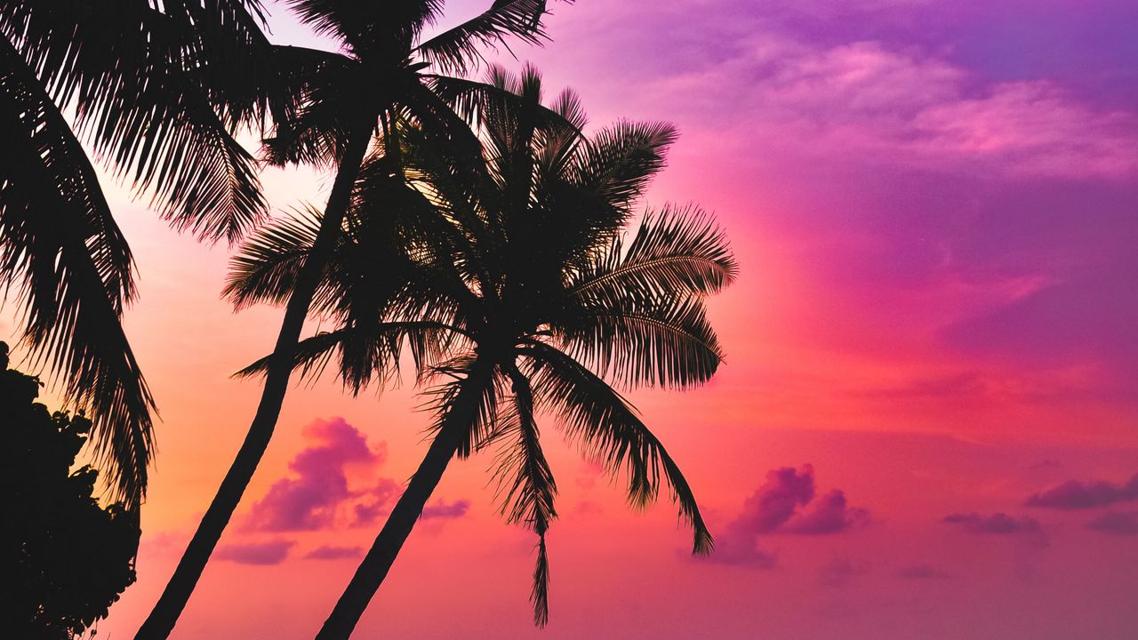 Wallpaper palm trees, sea, sunset, twilight, dark, tropics