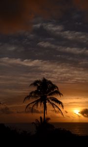 Preview wallpaper palm trees, sea, tropics, twilight, dark