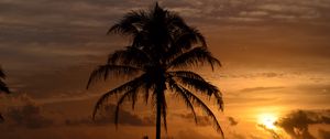 Preview wallpaper palm trees, sea, tropics, twilight, dark