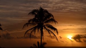 Preview wallpaper palm trees, sea, tropics, twilight, dark