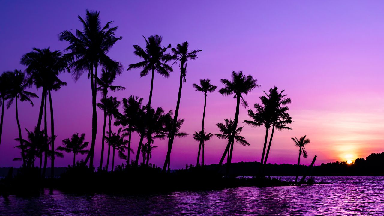 Wallpaper palm trees, silhouette, sunset, purple