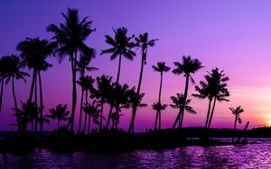 Preview wallpaper palm trees, silhouette, sunset, purple