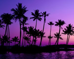 Preview wallpaper palm trees, silhouette, sunset, purple