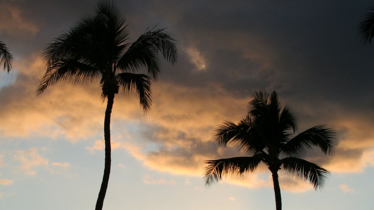 Wallpaper palm trees, silhouettes, coast, sea, sunset, dark