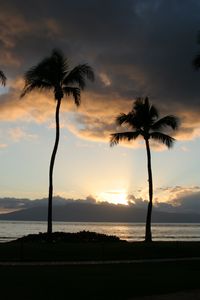 Preview wallpaper palm trees, silhouettes, coast, sea, sunset, dark