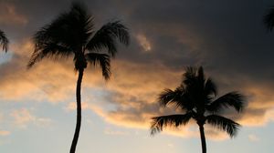 Preview wallpaper palm trees, silhouettes, coast, sea, sunset, dark