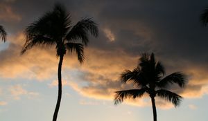 Preview wallpaper palm trees, silhouettes, coast, sea, sunset, dark