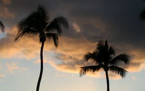 Preview wallpaper palm trees, silhouettes, coast, sea, sunset, dark
