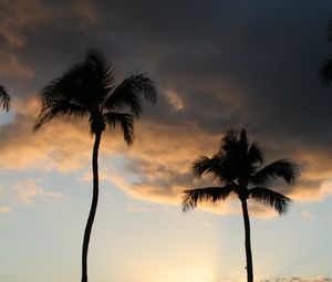 Preview wallpaper palm trees, silhouettes, coast, sea, sunset, dark