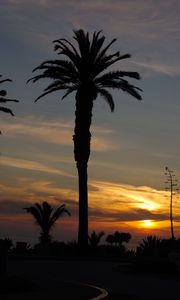 Preview wallpaper palm trees, silhouettes, dawn, clouds, dark, tropics