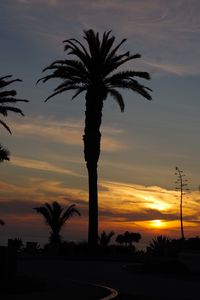 Preview wallpaper palm trees, silhouettes, dawn, clouds, dark, tropics