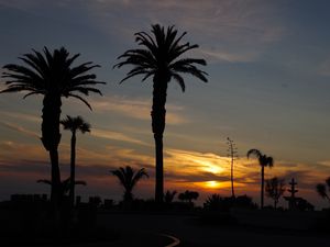 Preview wallpaper palm trees, silhouettes, dawn, clouds, dark, tropics