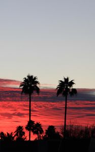 Preview wallpaper palm trees, silhouettes, evening, clouds