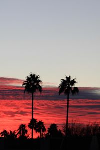 Preview wallpaper palm trees, silhouettes, evening, clouds