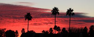 Preview wallpaper palm trees, silhouettes, evening, clouds