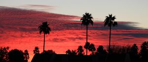 Preview wallpaper palm trees, silhouettes, evening, clouds