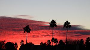 Preview wallpaper palm trees, silhouettes, evening, clouds