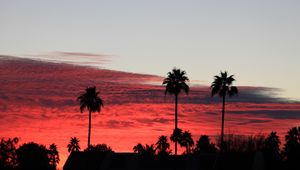 Preview wallpaper palm trees, silhouettes, evening, clouds