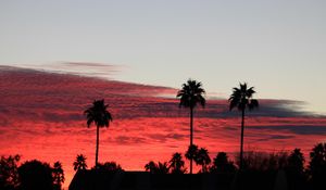 Preview wallpaper palm trees, silhouettes, evening, clouds