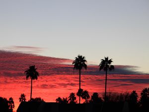 Preview wallpaper palm trees, silhouettes, evening, clouds