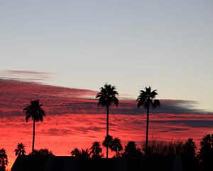 Preview wallpaper palm trees, silhouettes, evening, clouds