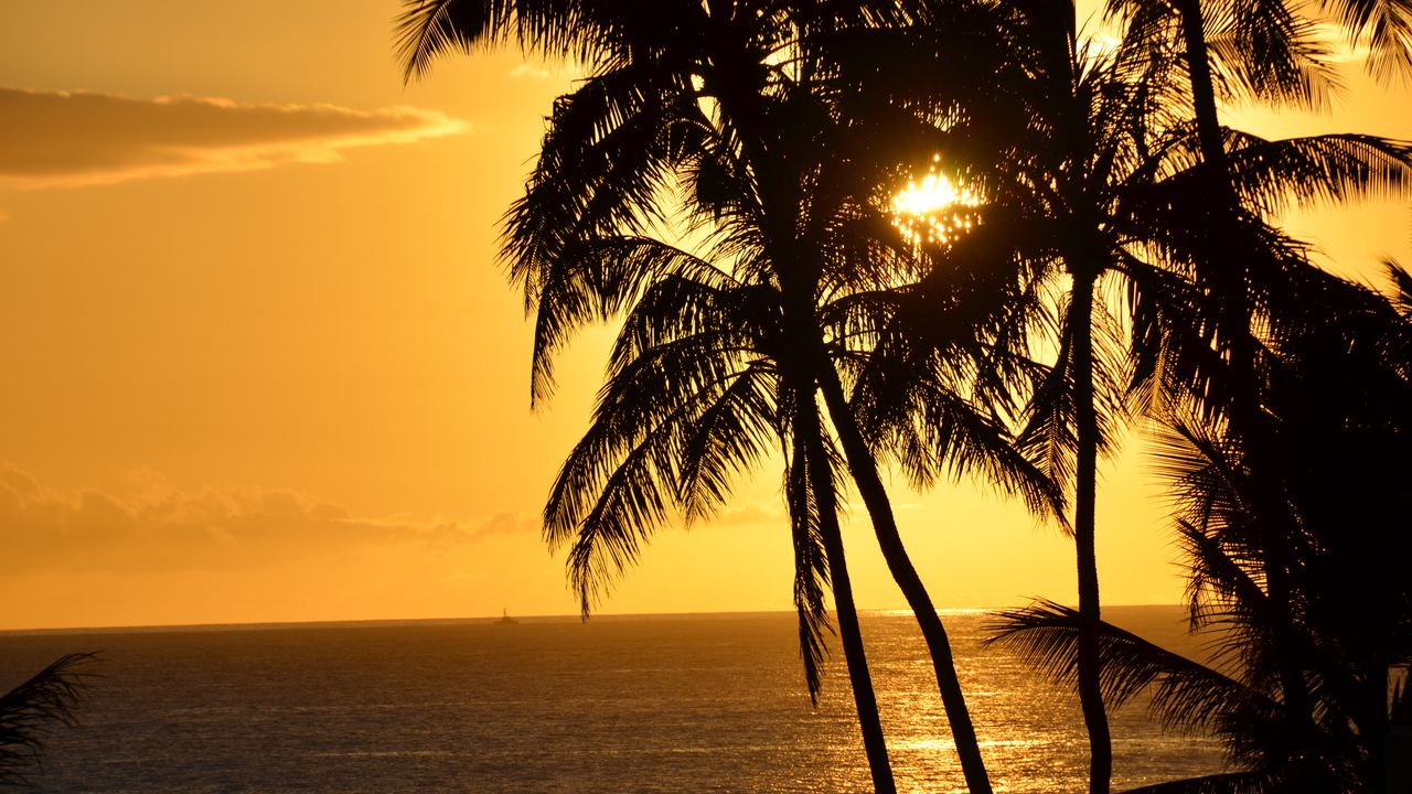 Wallpaper palm trees, silhouettes, sea, tropics, sunset