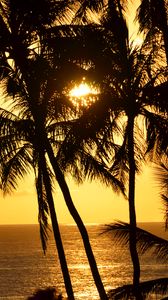 Preview wallpaper palm trees, silhouettes, sea, tropics, sunset