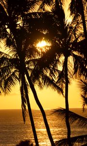 Preview wallpaper palm trees, silhouettes, sea, tropics, sunset