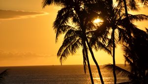 Preview wallpaper palm trees, silhouettes, sea, tropics, sunset