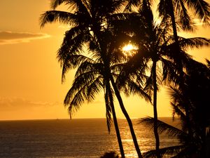 Preview wallpaper palm trees, silhouettes, sea, tropics, sunset