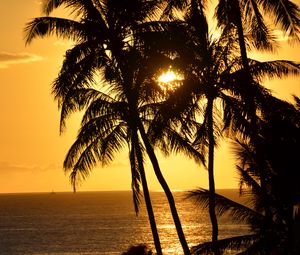 Preview wallpaper palm trees, silhouettes, sea, tropics, sunset