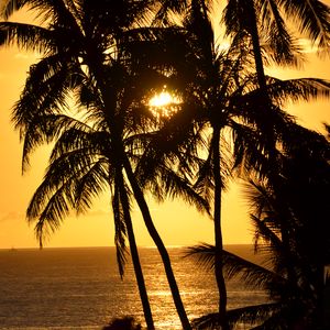 Preview wallpaper palm trees, silhouettes, sea, tropics, sunset